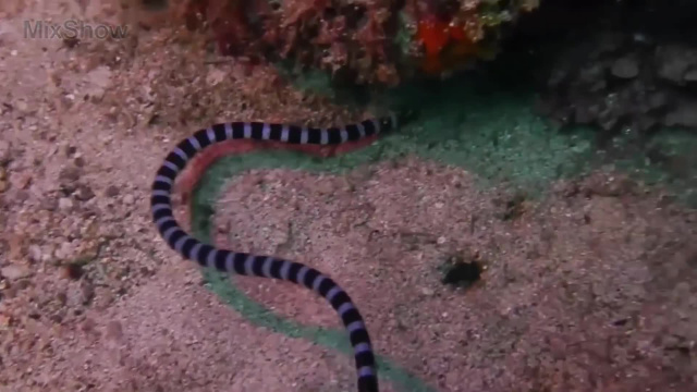Чем опасна морская змея Белчера - Самые опасные змеи на планете