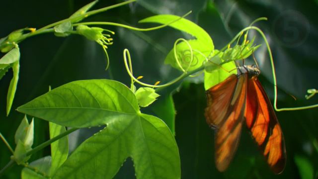 Пассифлора притворяется занятой бабочками - Самые хитрые растения планеты Земля
