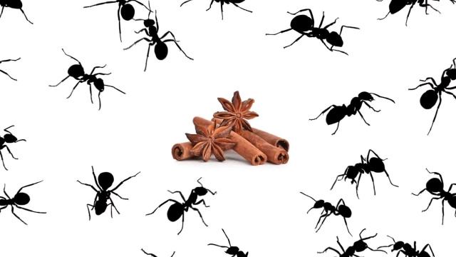 Корица от муравьев - Способы избавиться от насекомых дома