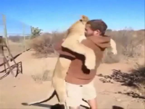 Мужчина и львица после разлуки - Трогательная встреча после разлуки